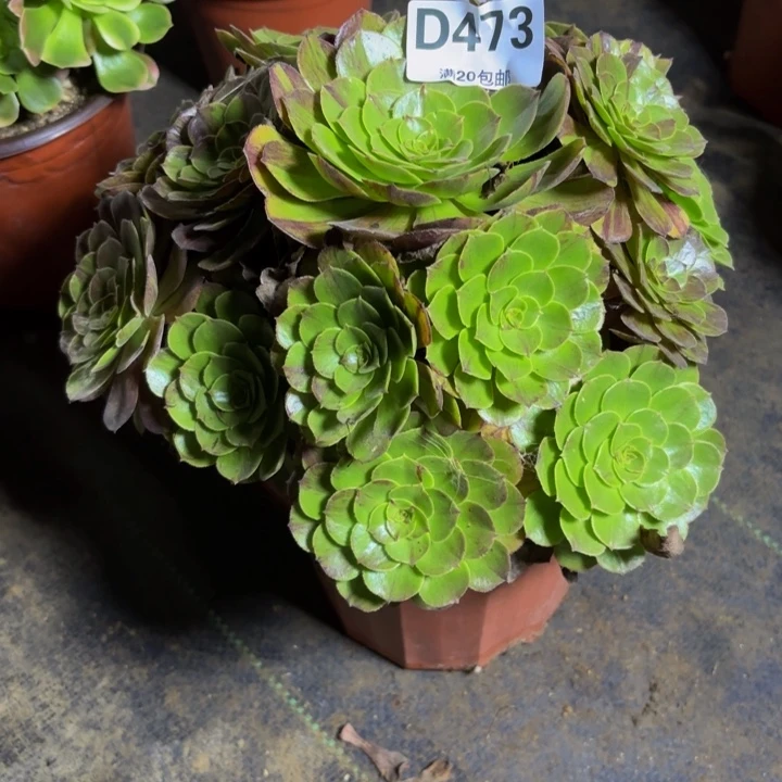 瑞妈多肉园艺473花月夜