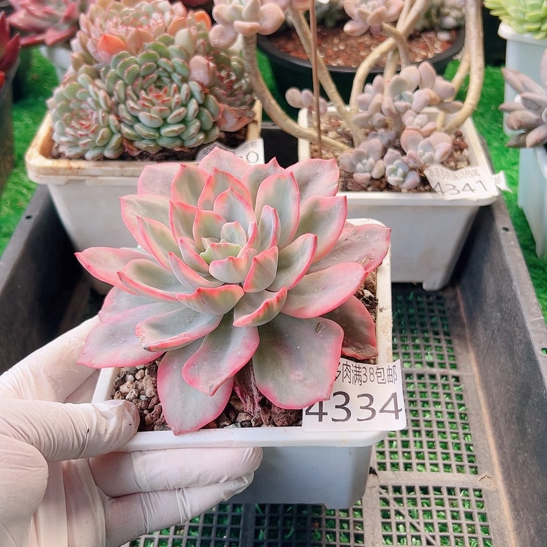 无花朵多肉一物一拍植物4334