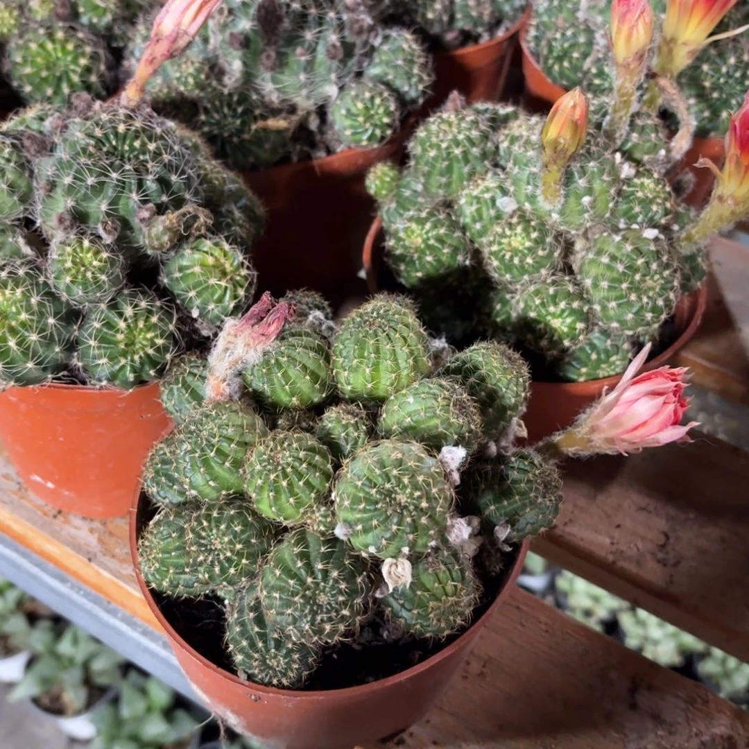 采草仙人球整群14㎝盆