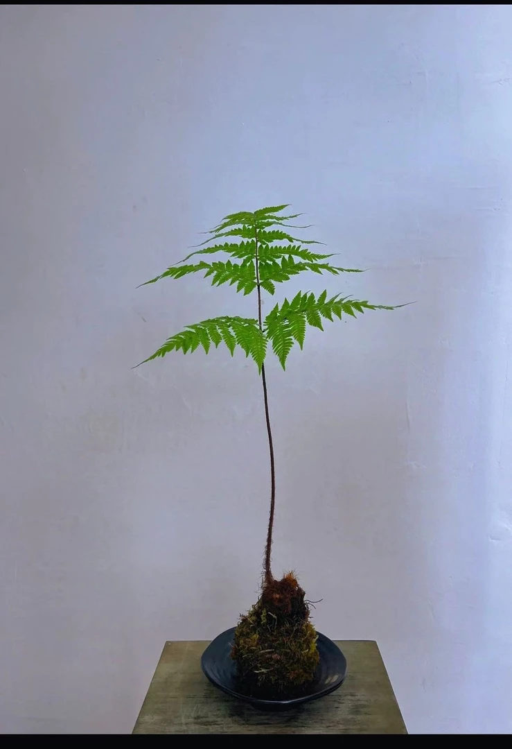 一物一拍直播间.虹鳞蕨水培苔藓球.不含盆.店铺下单随机发货