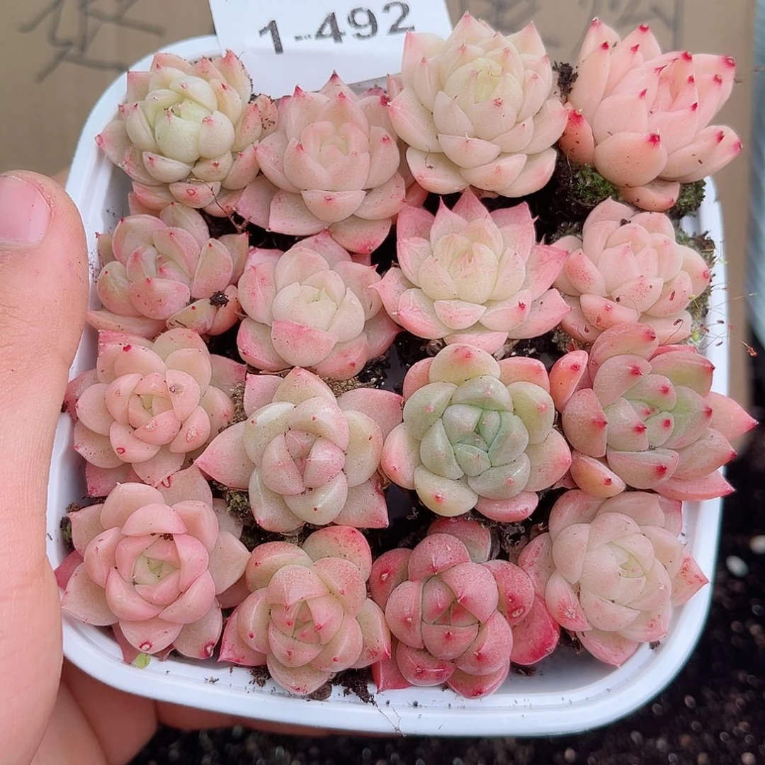 1-492 新疆西藏内蒙不发 12.8包邮2-3公分多肉