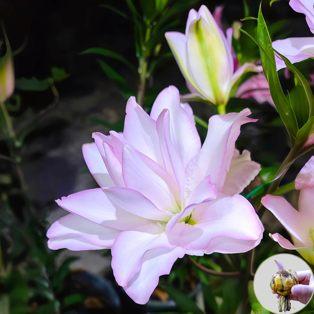 【冰美人】进口香水百合花种球花卉四季开浓香型室内外重瓣盆栽鲜花