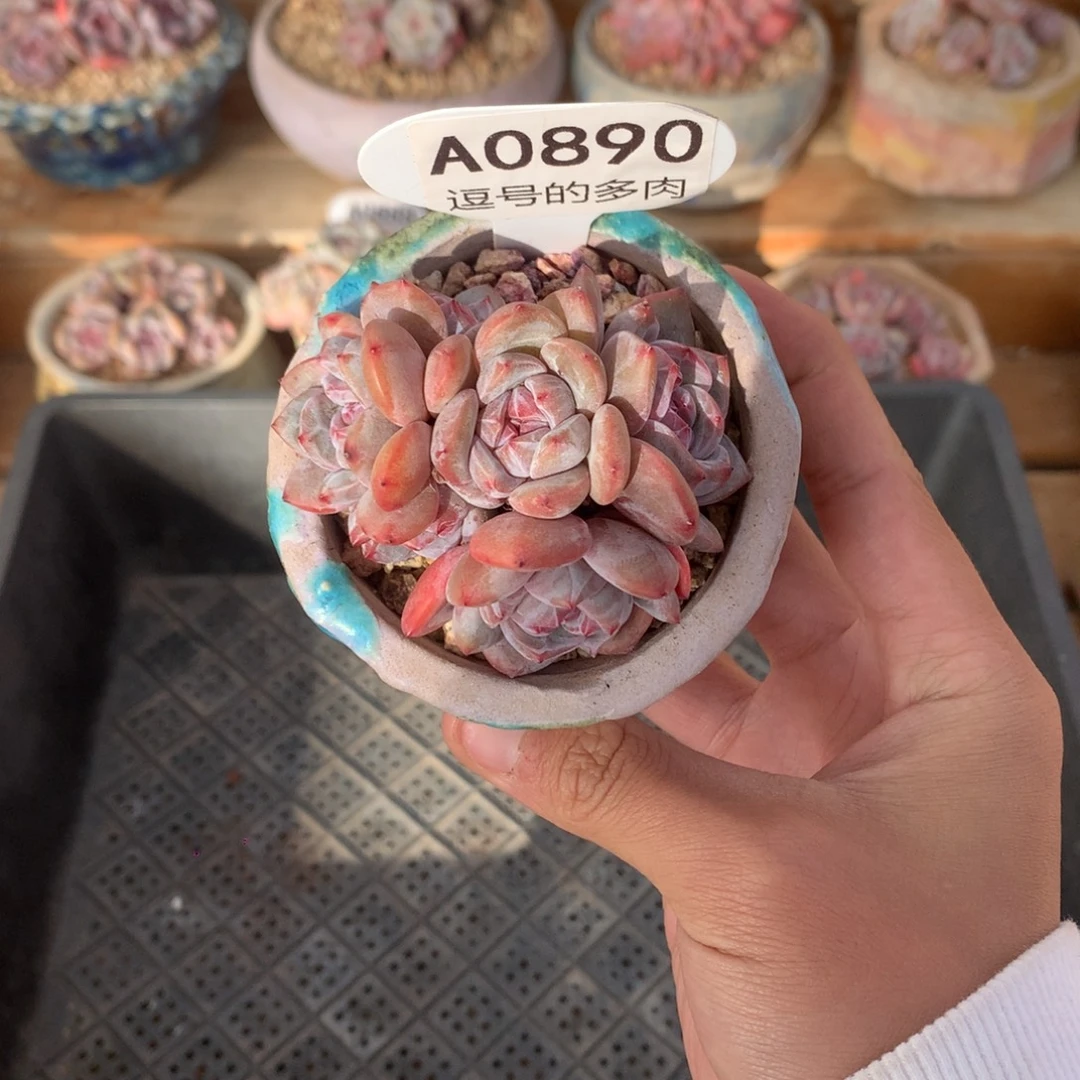 A0890 星影小群 有砍 6.5cm