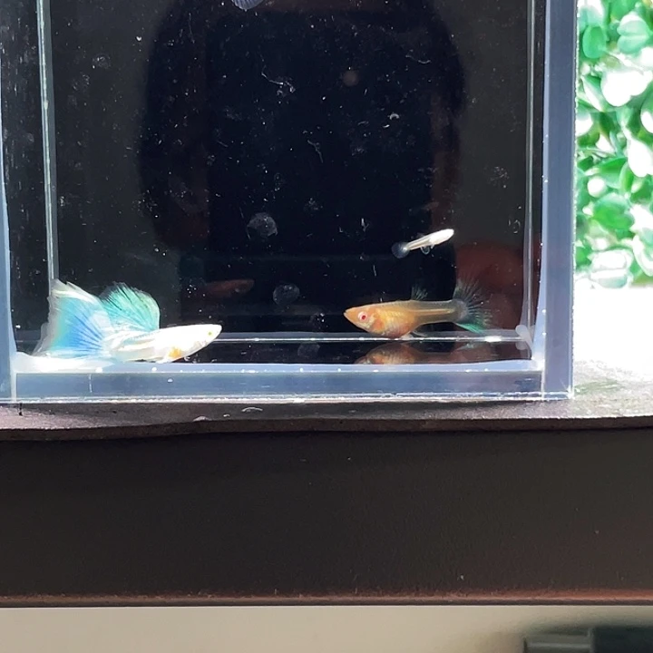 孔雀鱼3.蓝白俩母一公