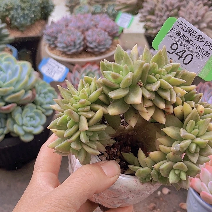 950黄金表丽娜。