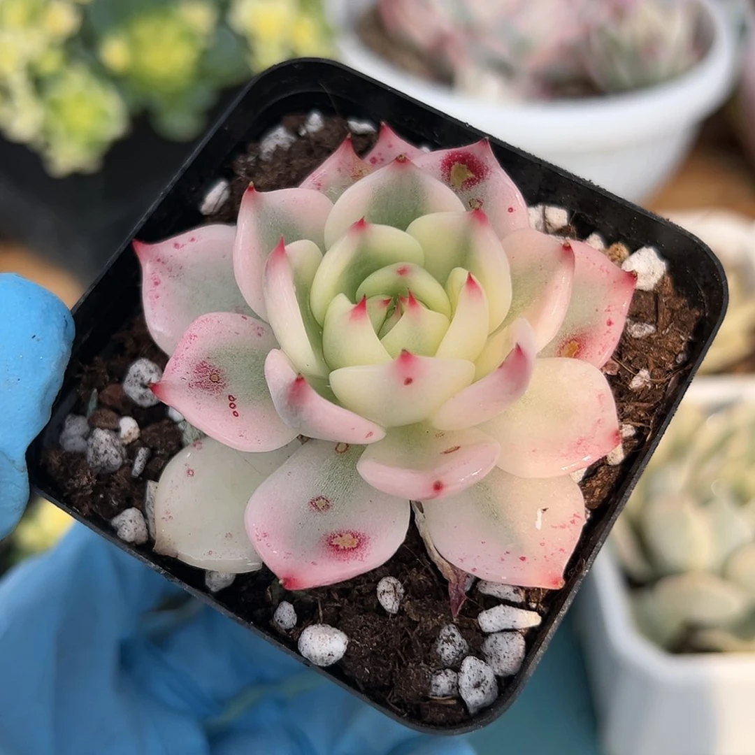 吉娃娃锦，叶片有晒斑