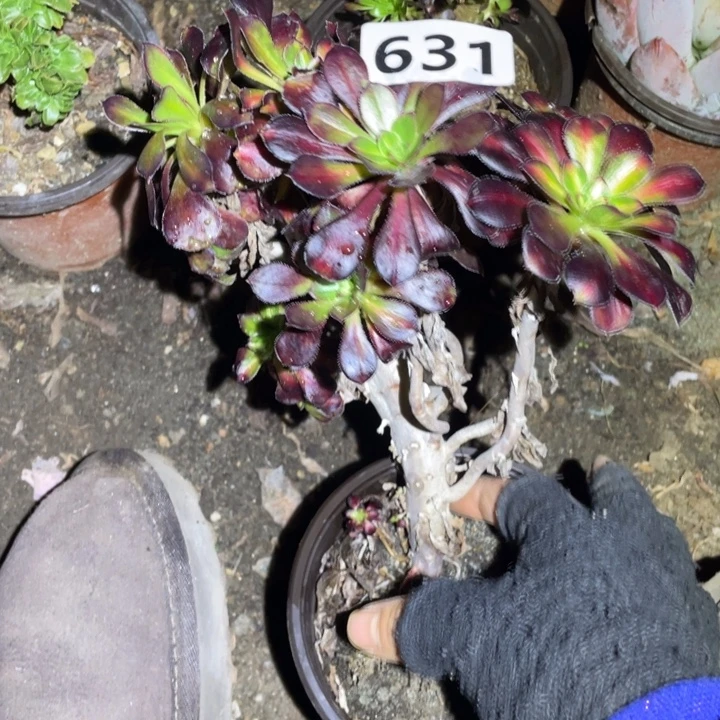 631号晚霞缀法师多肉植物