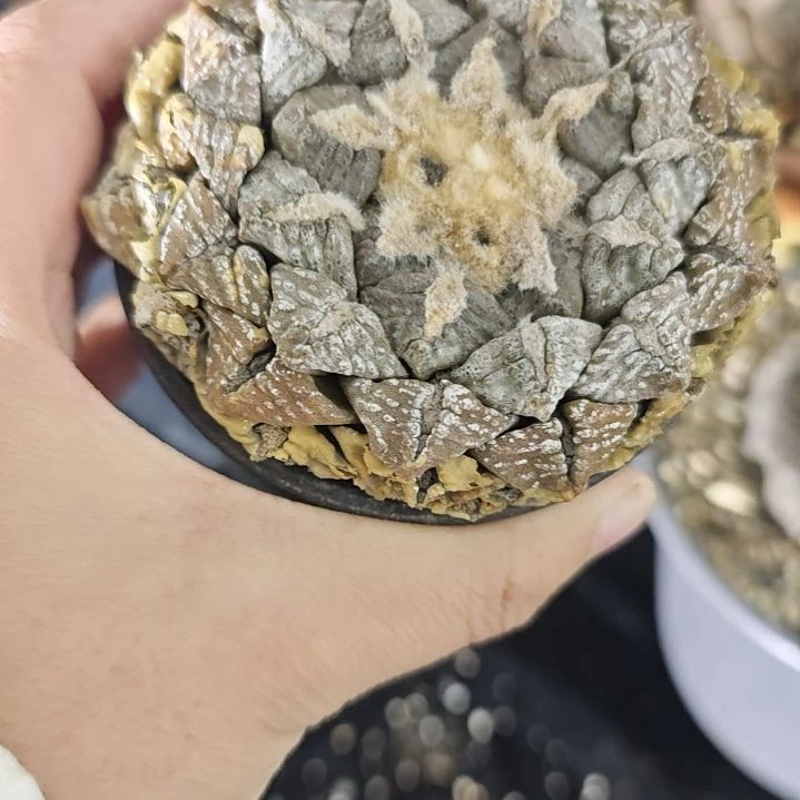 一物一拍，产地输入熟桩！