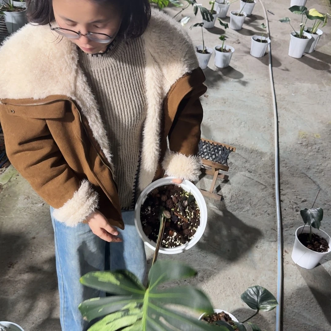 大***冰无花朵龟背竹植物一物一拍