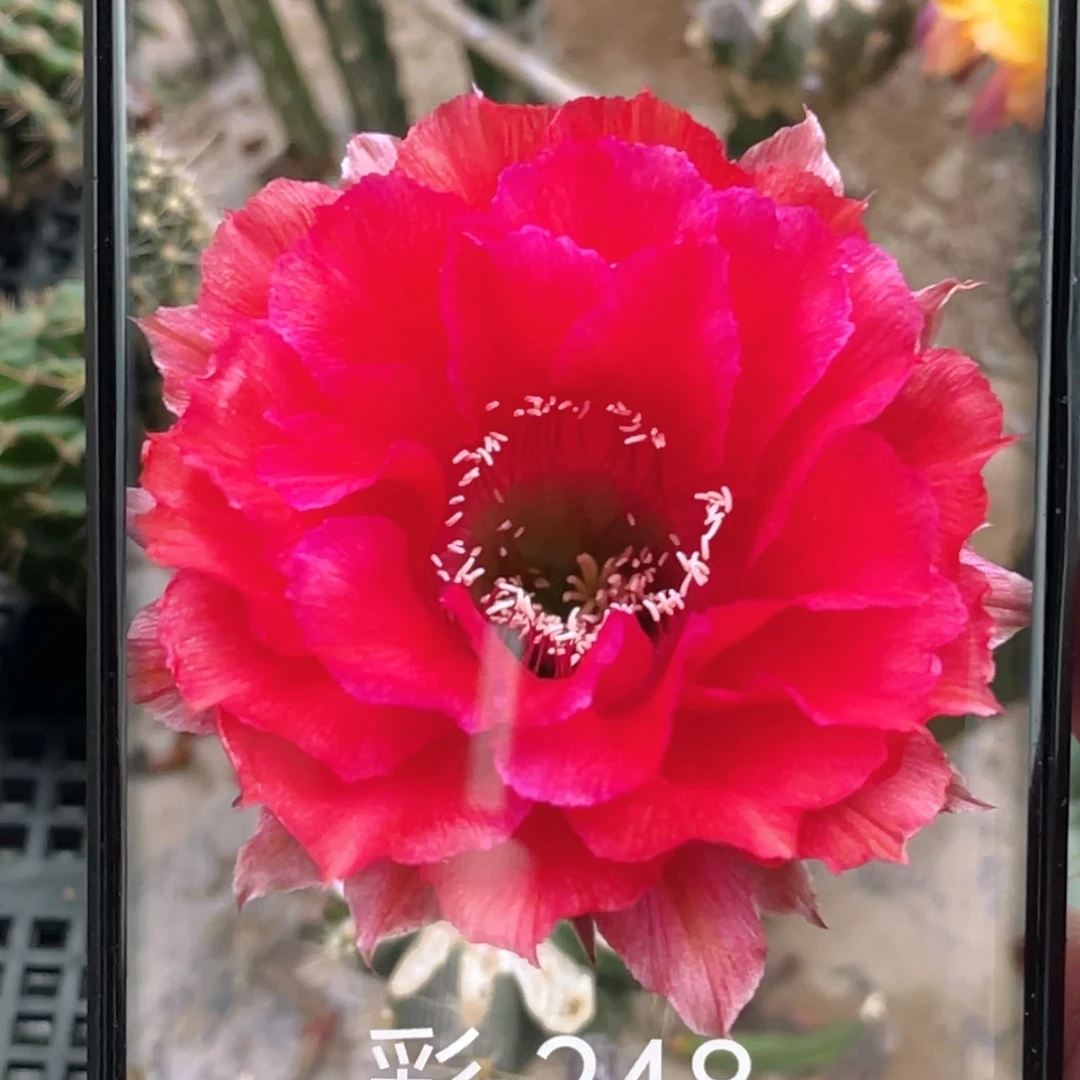 彩草CC248侧芽 歪 满20包邮4–5公分