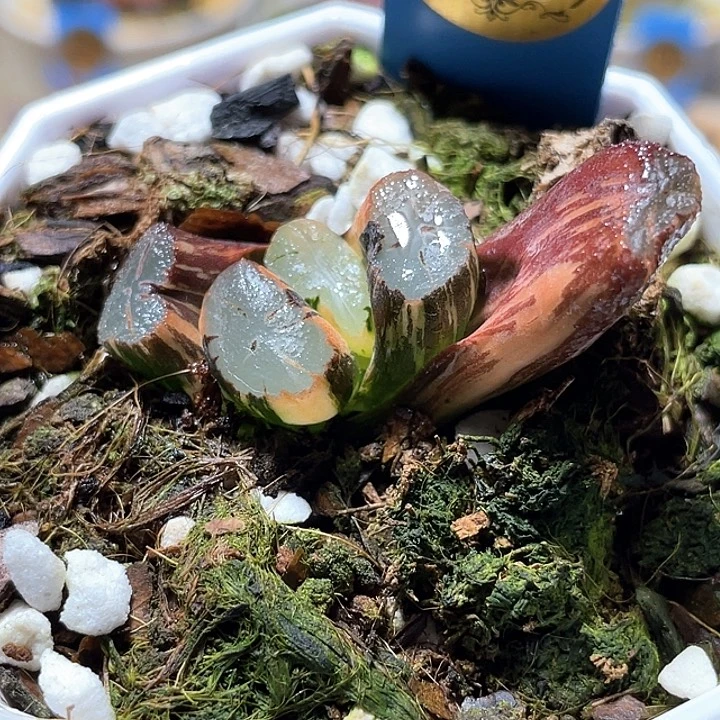955紫万象锦特选福利