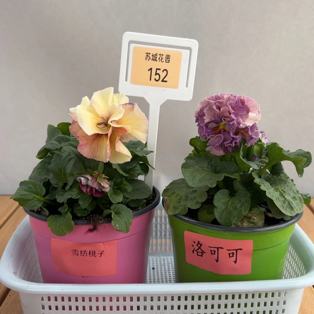 大部分开放少量花苞152