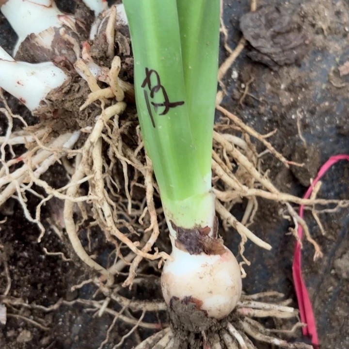 无花朵淘淘三号包对版