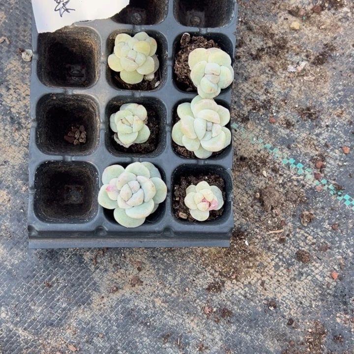 某一物一拍专拍的