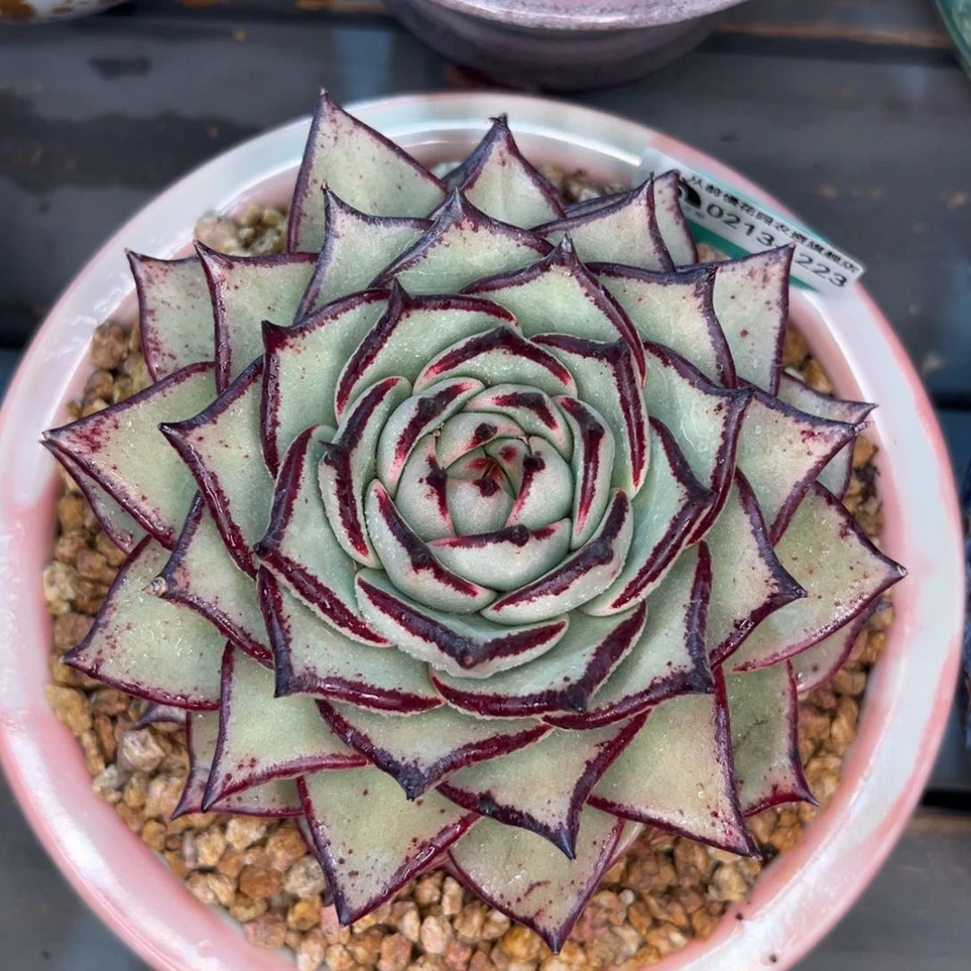 多肉一物一拍0213-223