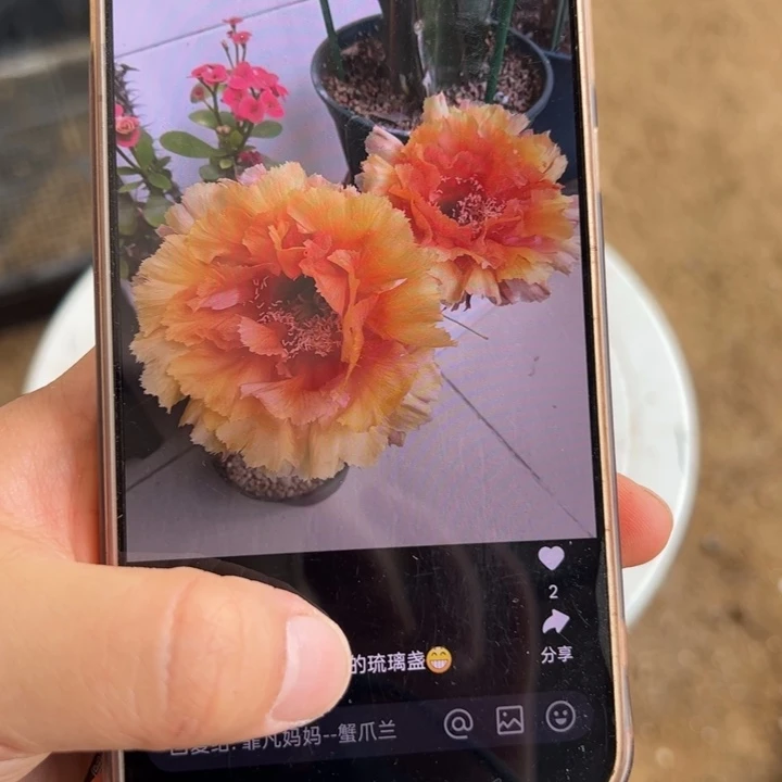 仙人球彩草侧芽歪琉璃盏