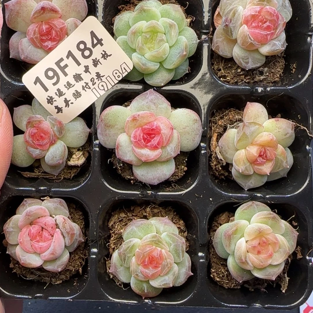 D***H【满29包邮非偏远】184九棵卡拉米