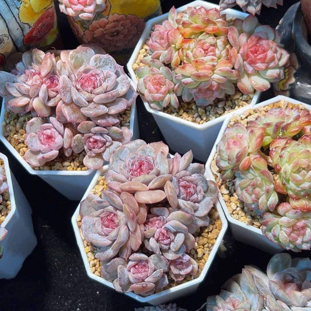 88一个。看清楚再拍 新年快乐