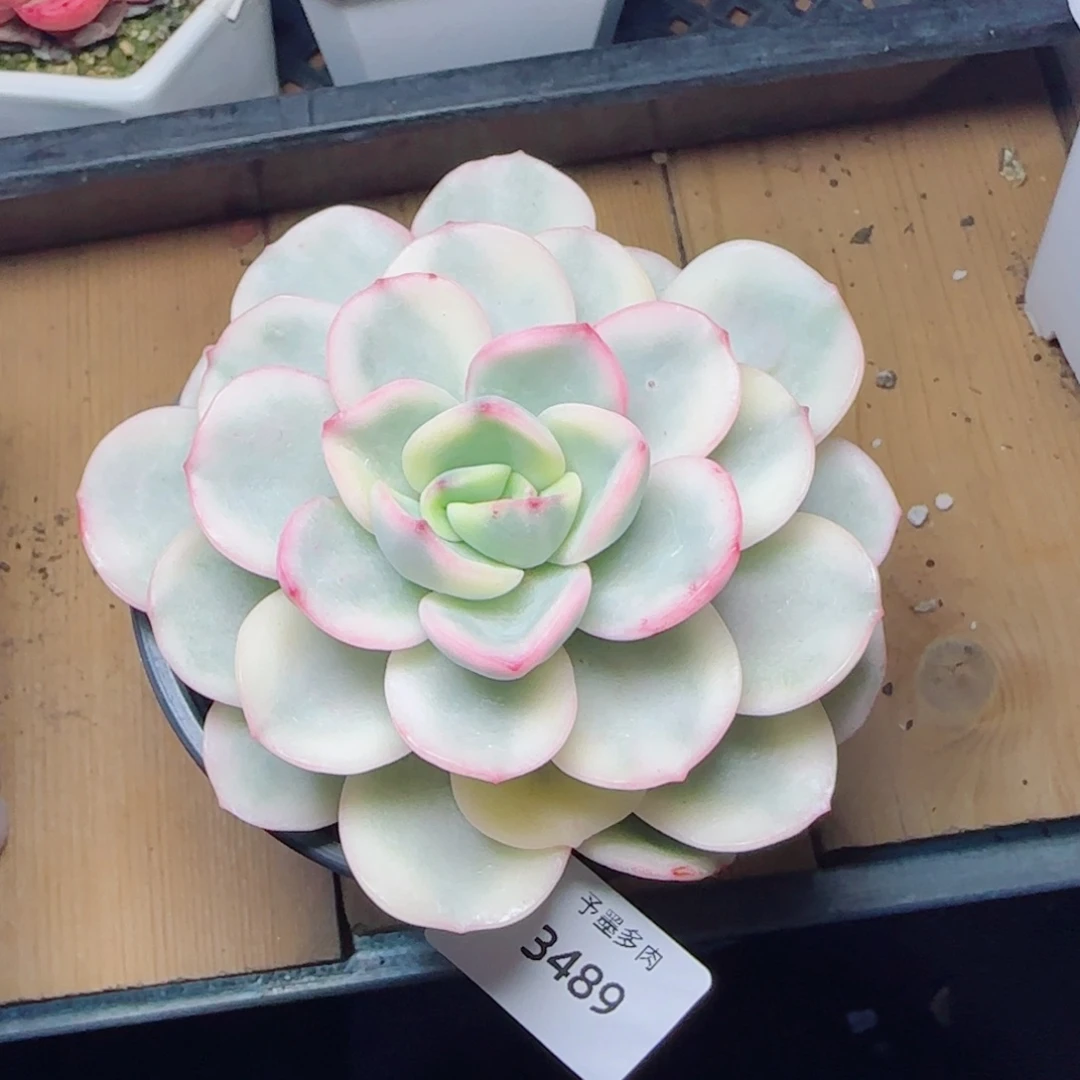 勇敢锦，3489多肉植物