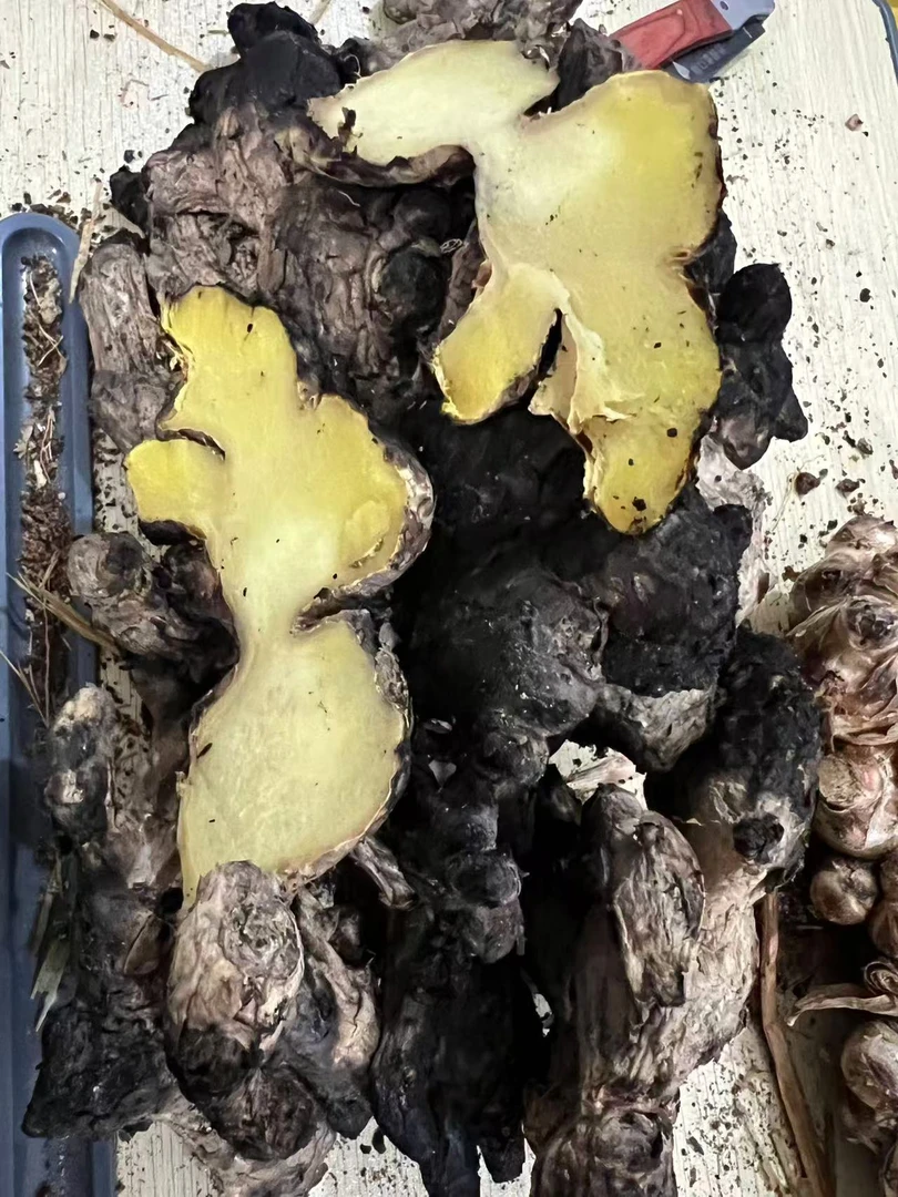 广东信宜高山大肉姜老姜