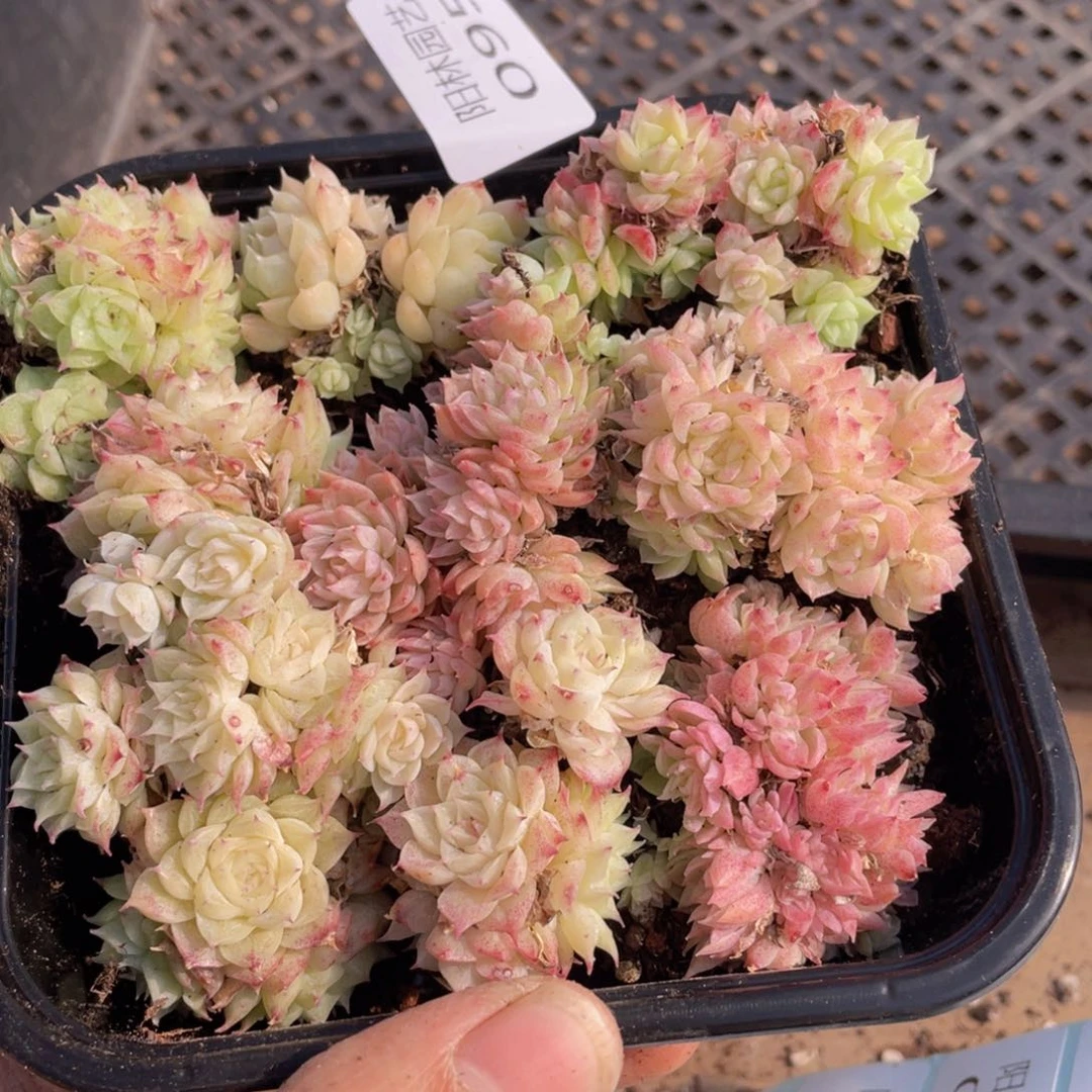 多肉植物多肉植物95