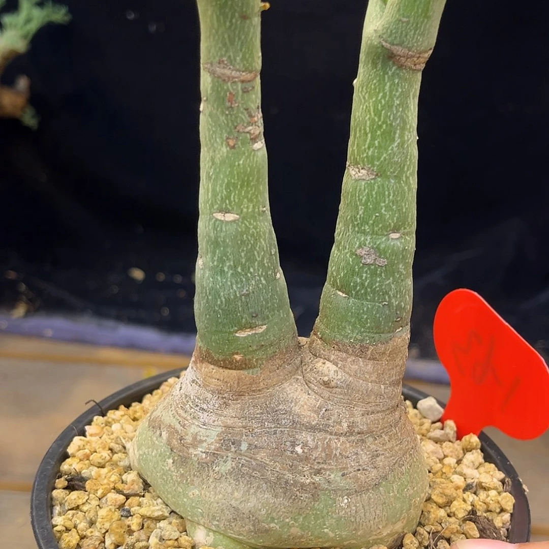 潮流植物 幻蝶蔓 双头