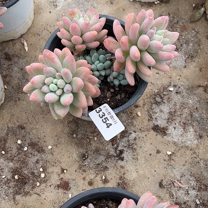 阿雅园艺。        3354粉玉团子