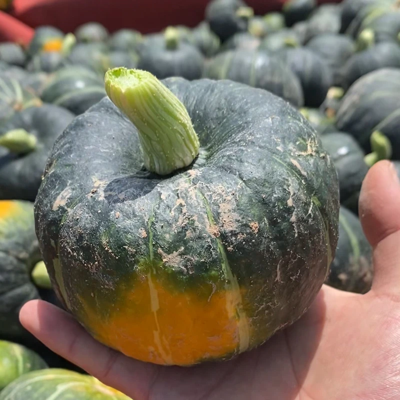 新鲜采摘贝贝南瓜放几天更好吃