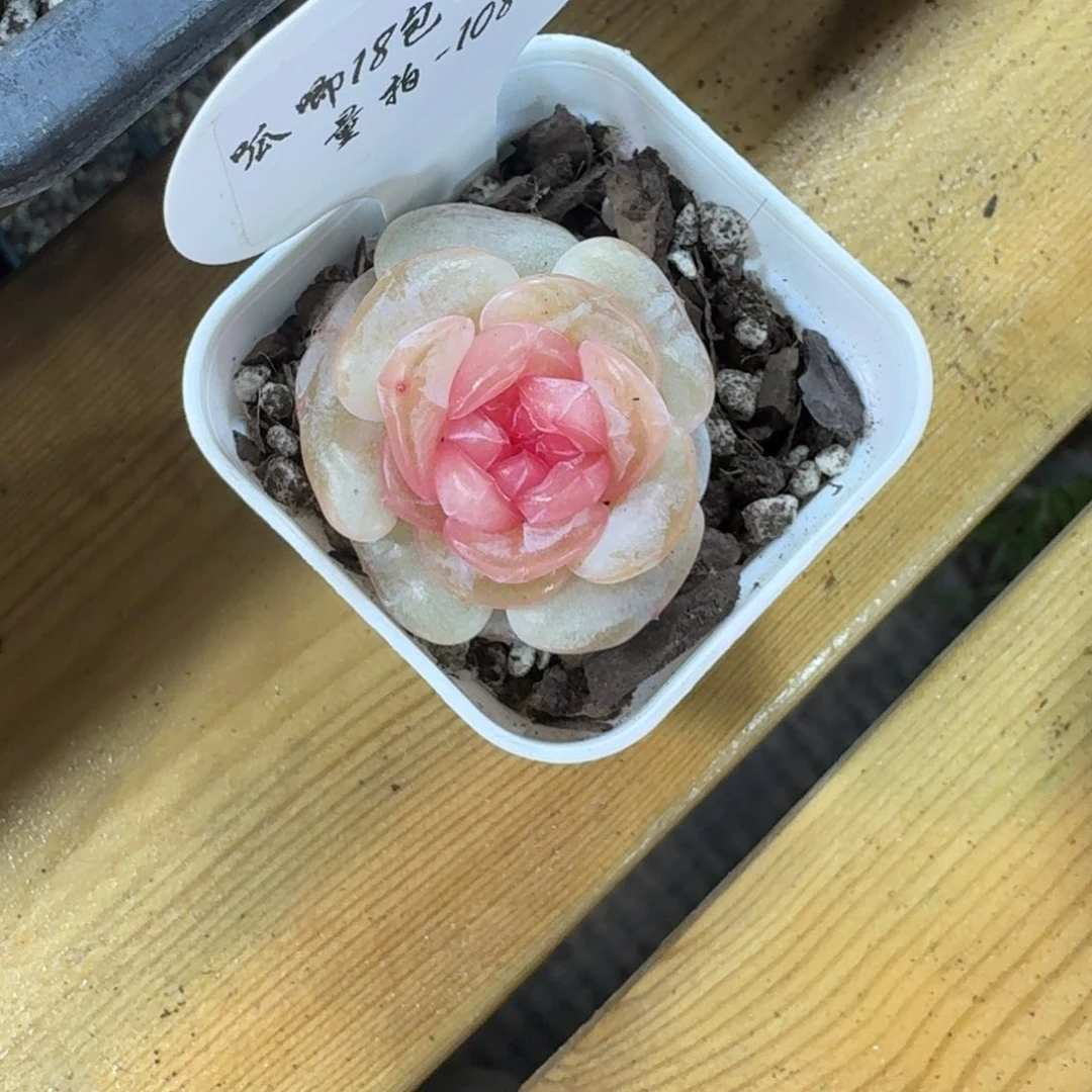 居***y0104-108-虞姬一颗