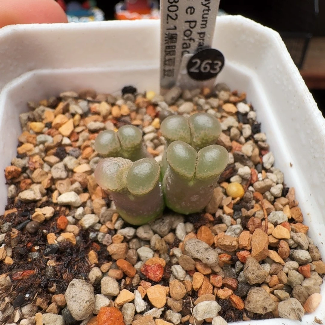 多肉植物福利风铃263