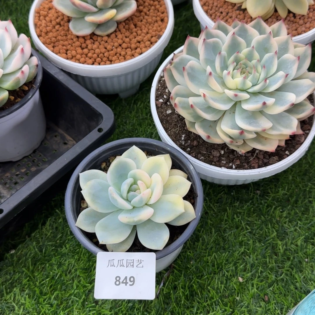 849梦露锦宽锦多肉植物