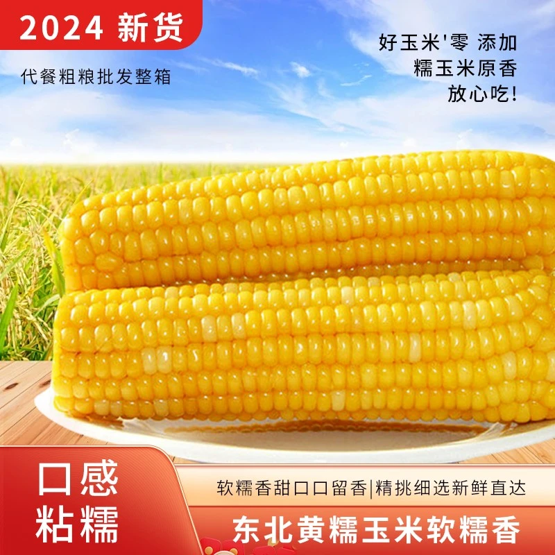 东北当季非转基因真空包装黄糯玉米单根260-300克左右8根