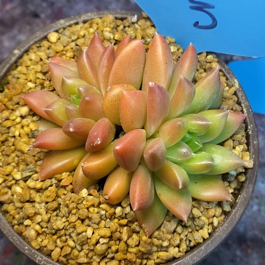 一物一拍，状态美人杂