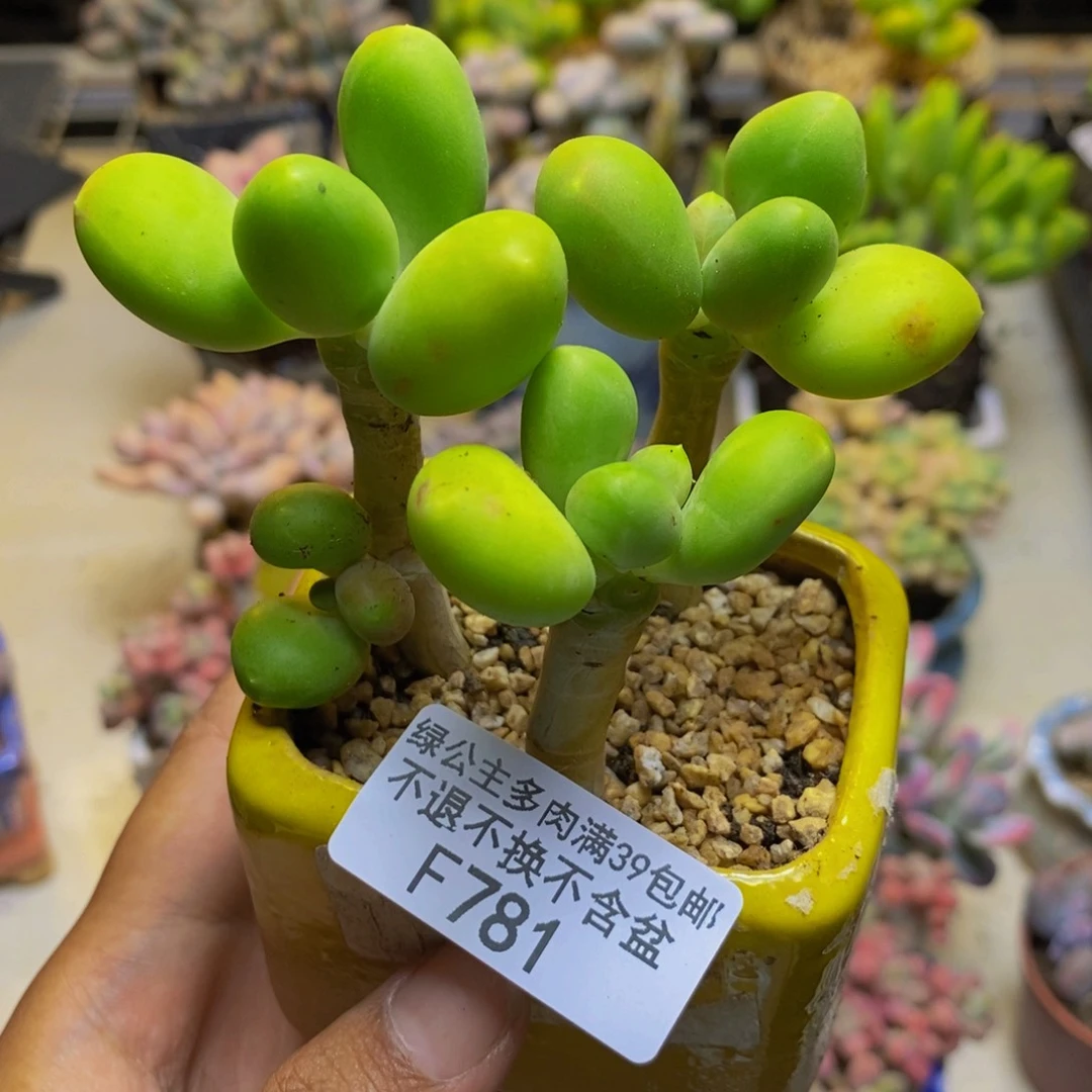 781金蟾芒果奶多肉三颗