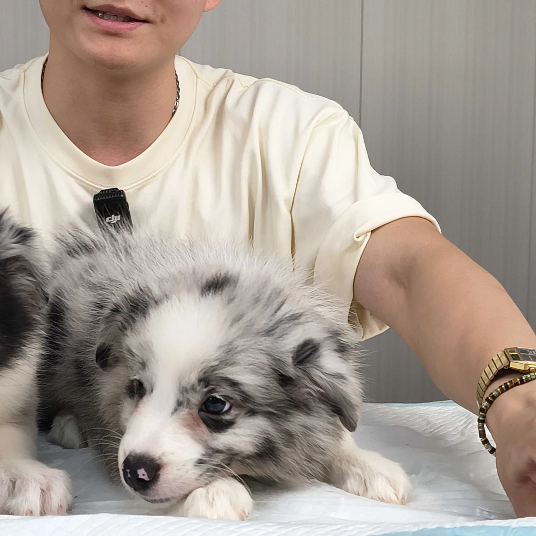 D8 边境牧羊犬 蓝陨石 妹妹 7-31日窝次