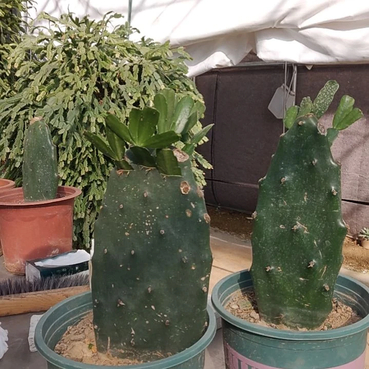 燕***子黄大刺仙人掌嫁接仙人指一层