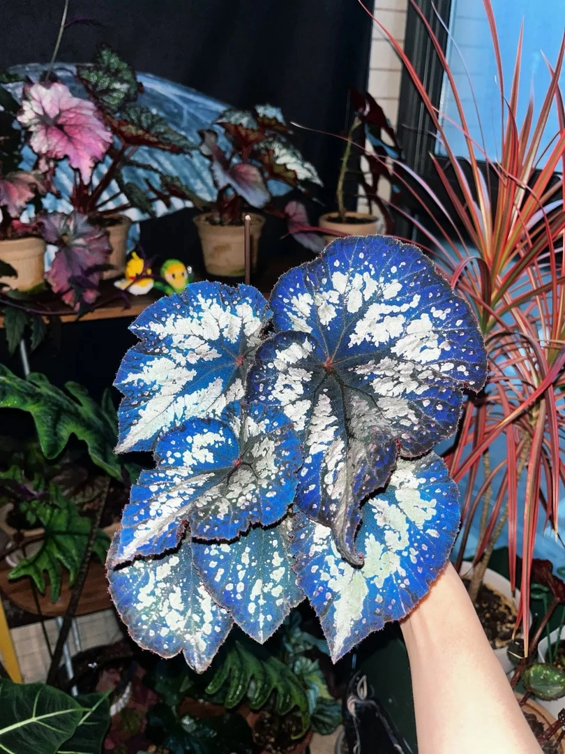夜莺秋海棠室内观叶植物秋海棠盆栽好养
