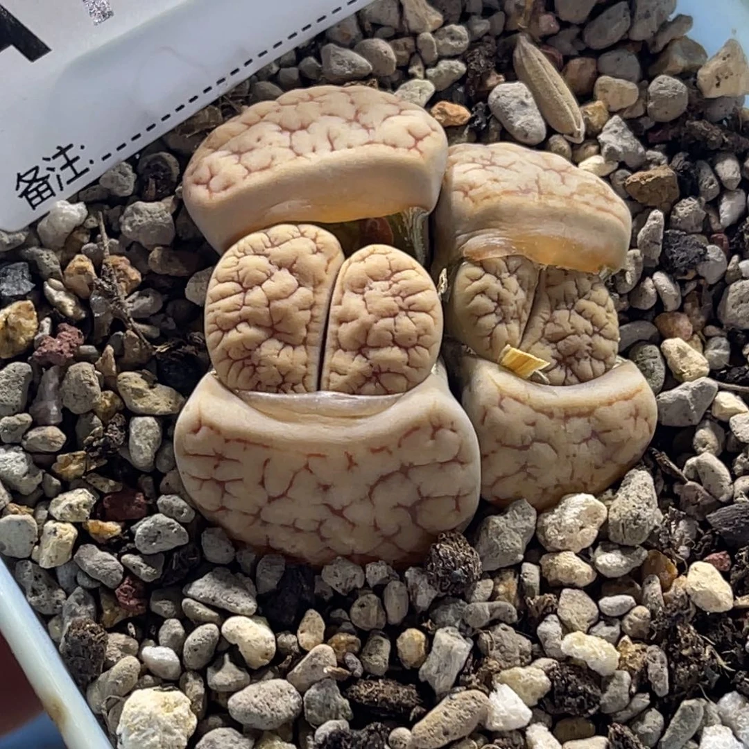 1747三头群生189凹凸