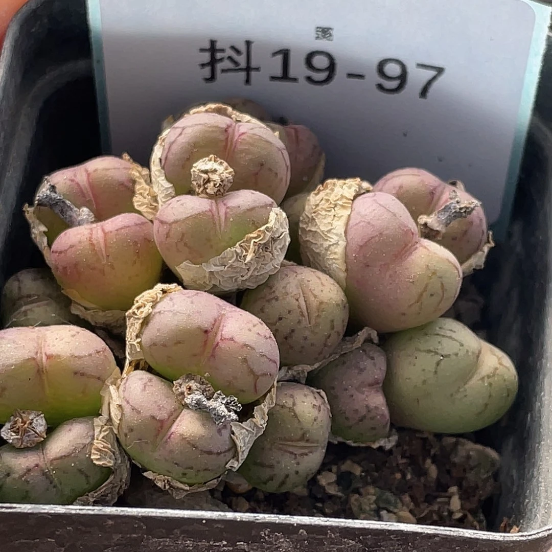 19-97荧光猴多肉植物