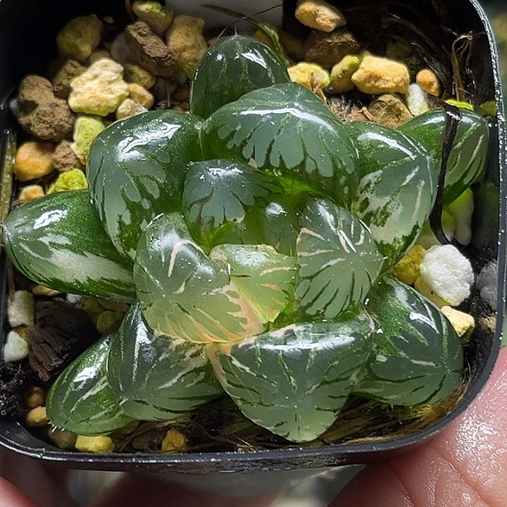 2大窗冰灯玉露锦头家多肉十二卷