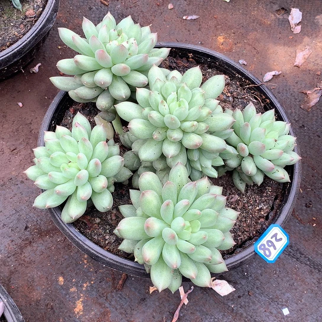 268美人 一物一拍多肉