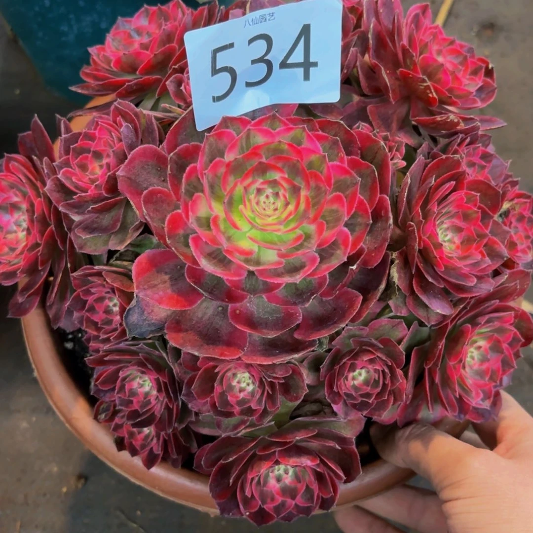 534多肉植物云河特价