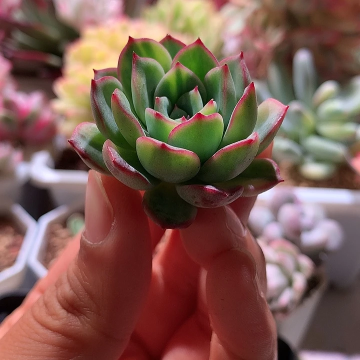 雨燕座拉丝锦侧芽