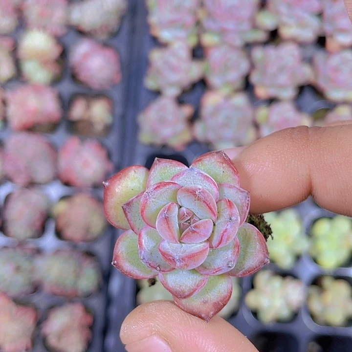 眼线笔【满10颗包邮】