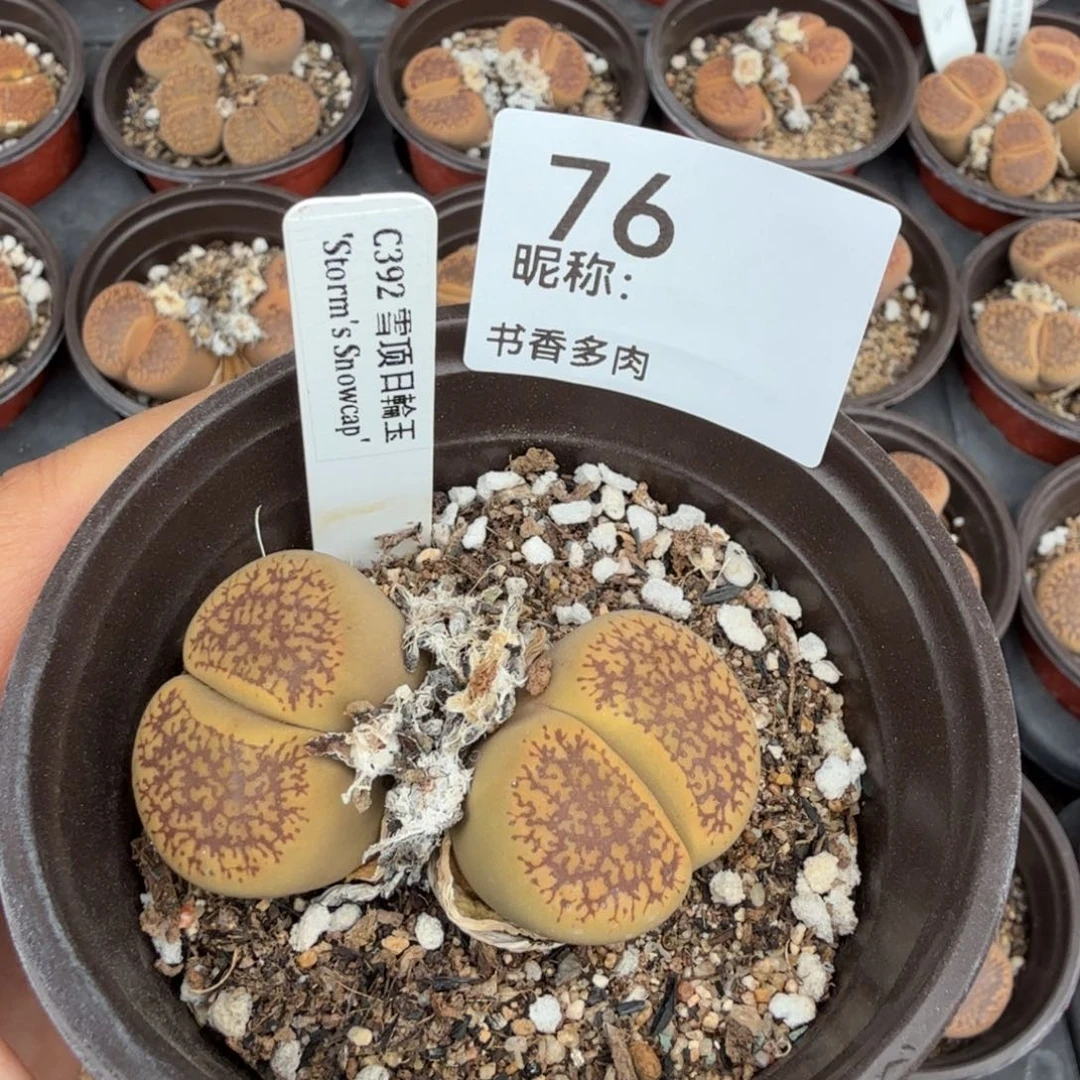 多肉植物多肉植物多肉植物