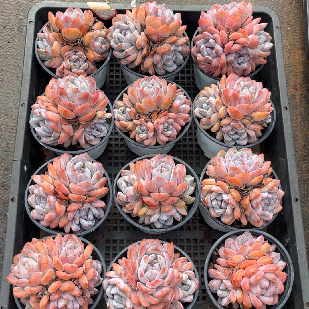 851号新疆西藏内蒙古不包邮的