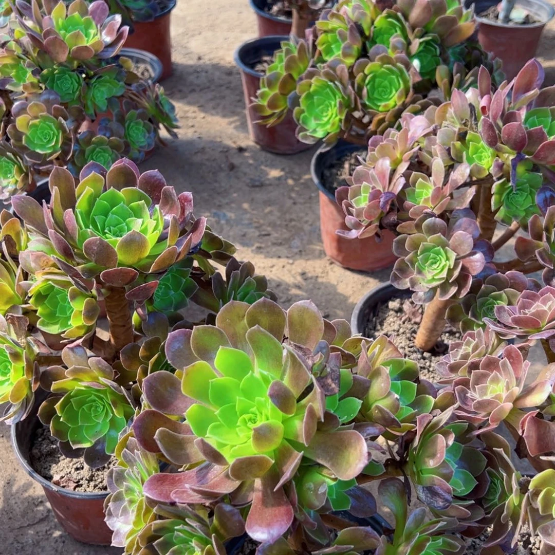 黑玫瑰12.8木质老桩