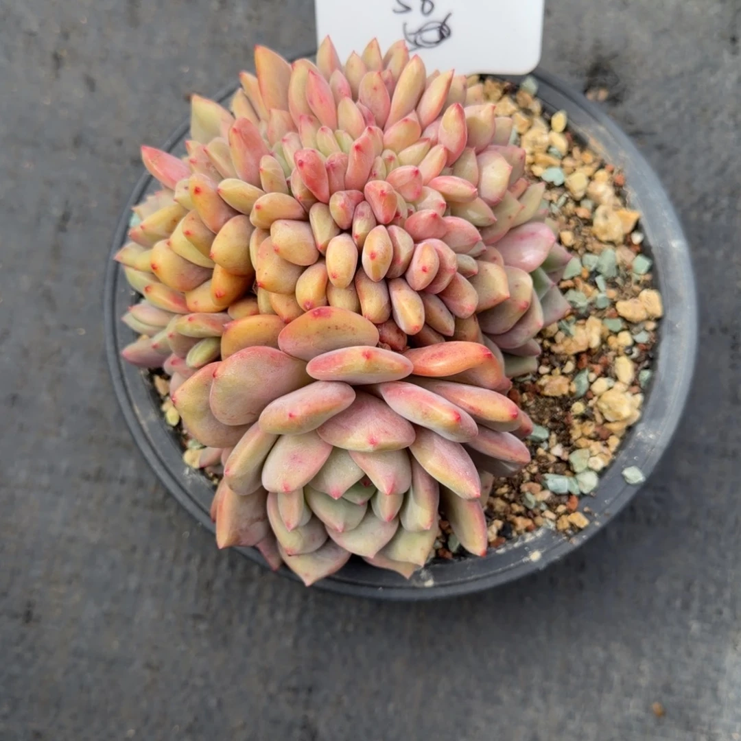 唯***e一物一拍爱丽儿缀56