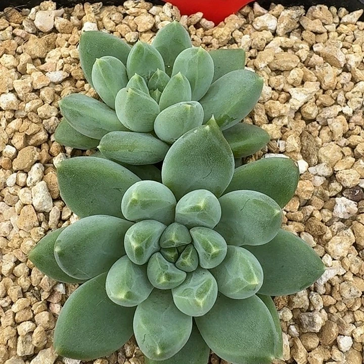 美人202多肉植物