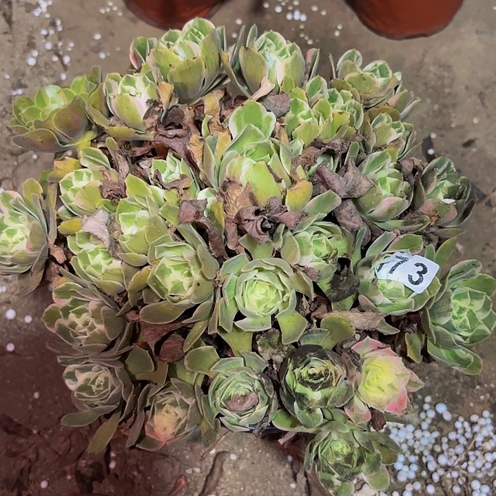 073男神多肉植物不售后